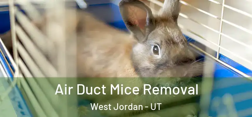  Air Duct Mice Removal West Jordan - UT